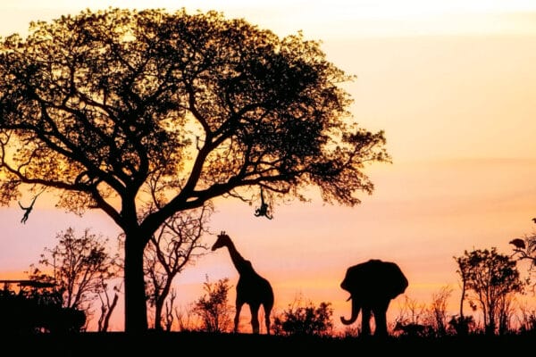South Africa Safari